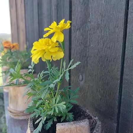 Mica - Std Bojovici Zlatar Vikendica Nova Varos