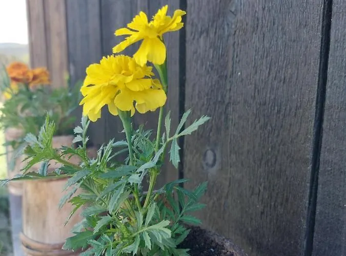 Mica - Std Bojovici Zlatar 펜션 Nova Varoš